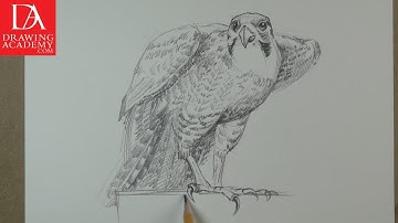 Drawing a Bird presented by Drawing Academy .com 39-3
