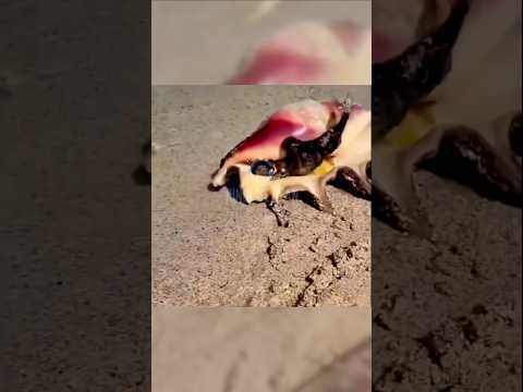 जिंदा Panchajanya 😱🐚 #Shorts #TrendingNow #Shocking #SanatanFacts #shortfeed