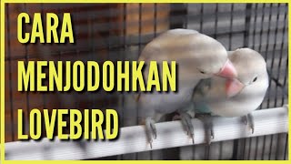 Cara cepat menjodohkan lovebird yang efektif
