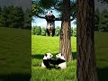 Cute pandas Playing together | Panda Videos #dreamscreenai #panda #funny