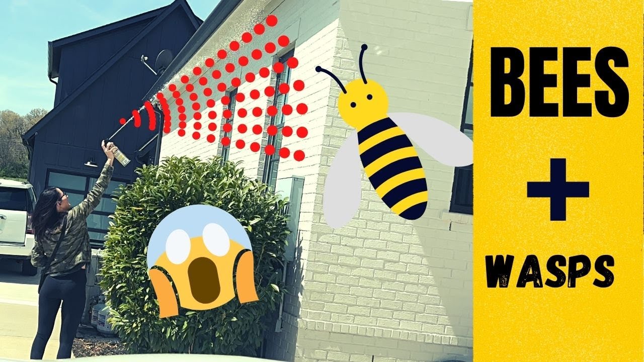 Beware of Bees, Wasps, Lady Bugs - Family Hike Adventure!