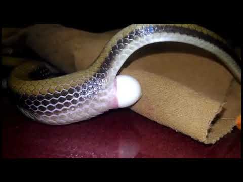 How snakes lay eggs