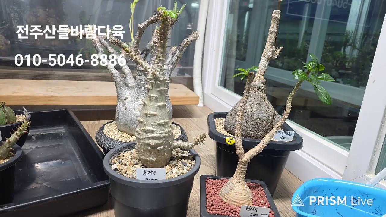 전주산들바람다육 라이브 방송