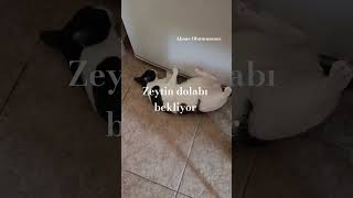 #cat #kedi #kesfet Zeytin dolabı bekliyor