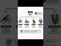 Divergent Evolution Explained | Homologous Structures | MSc Ecology &amp; UGC NET EVS