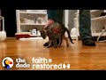 Teeny Tiny Paralyzed Kitten Surprises Everyone | The Dodo Faith = Restored
