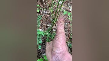 Cây Ưng bất bạc rừng từ hạt