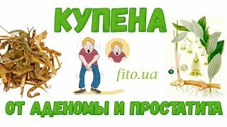 Купена лекарственная. Свойства и применение, цена | Травяная аптека - Фито