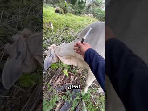 خدعة غريبة يفعلها الأطباء البيطريون