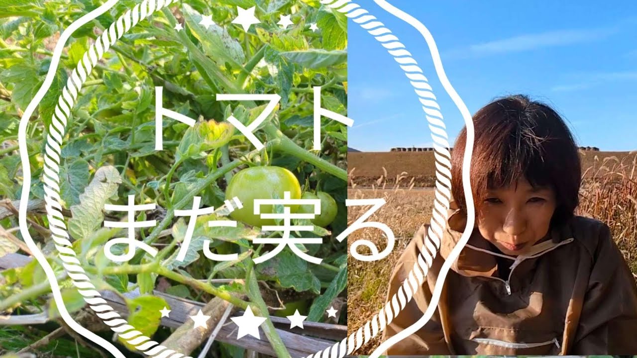 トマトまだ実る〜試してみたい・・・