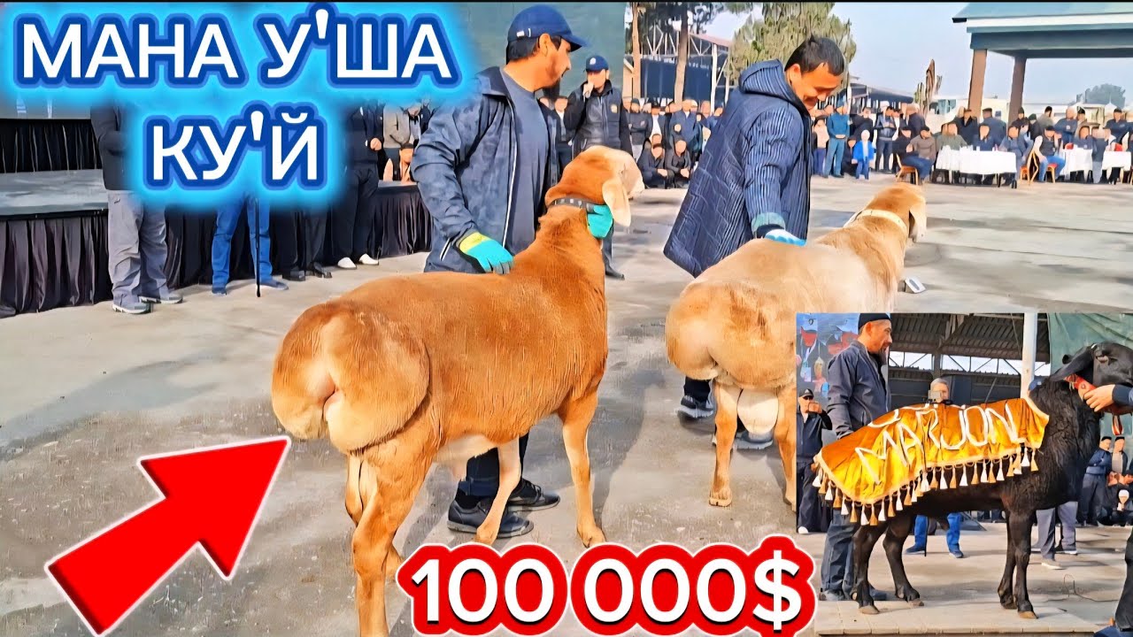 ЗОТДОР КУ'ЙЛАР КУ'РГАЗМАСИ🤩БИТТА КУ'Й 100 000$🤩ШОВ-ШУВ БОЛГАН НАРХЛАР🤩БАРЧА КОРСИН🤩