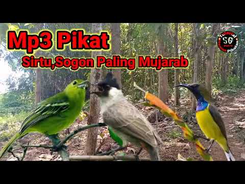 Suara Pikat Untuk Burung Sogon Dan Sirtu