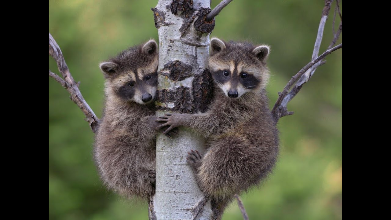 Baby Raccoons Very Likely In a Few Weeks,.... - YouTube