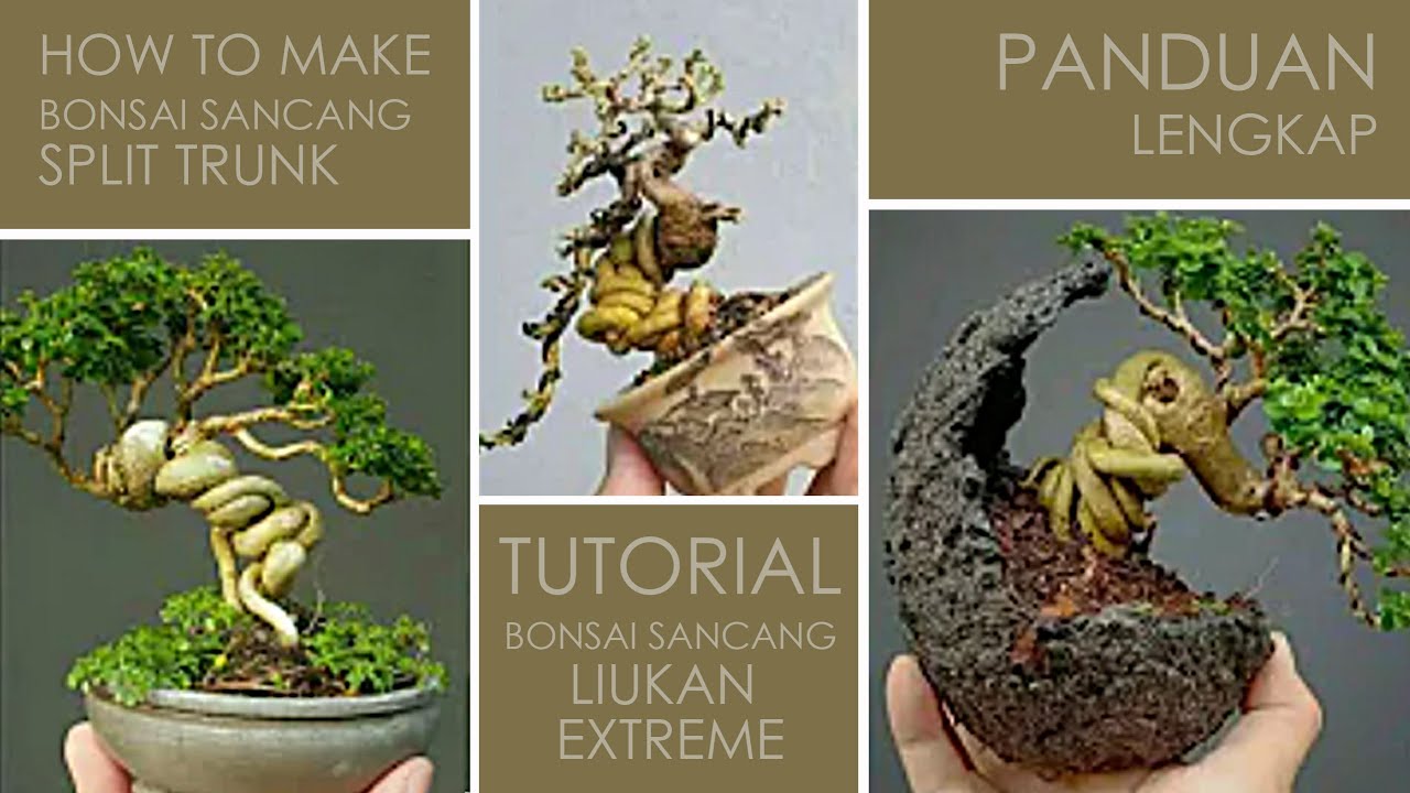 Membuat Bonsai Sancang Mlintir How Make Bonsai Sancang Split Trunk