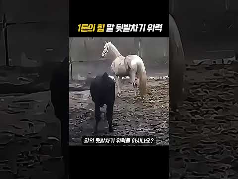 경차 충돌급이라는 말 뒷발차기 위력#동물#말#공포