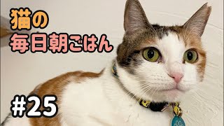 猫の毎日朝ごはん生配信!【#25】 2026.2.12