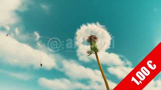 Dandelion Seeds in the Breeze — Uplifting Nature Stock Footage (HD)
