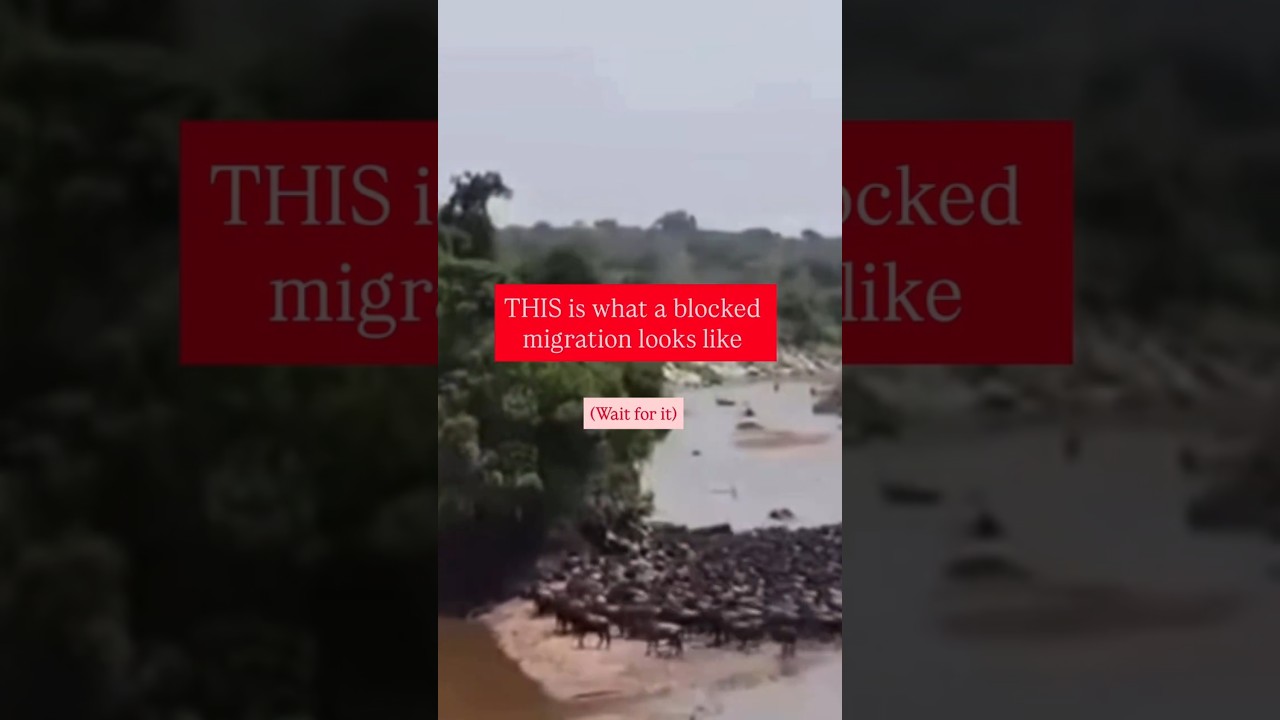 Marriott hotels blocking wildbeast migration route in Maasai Mara 