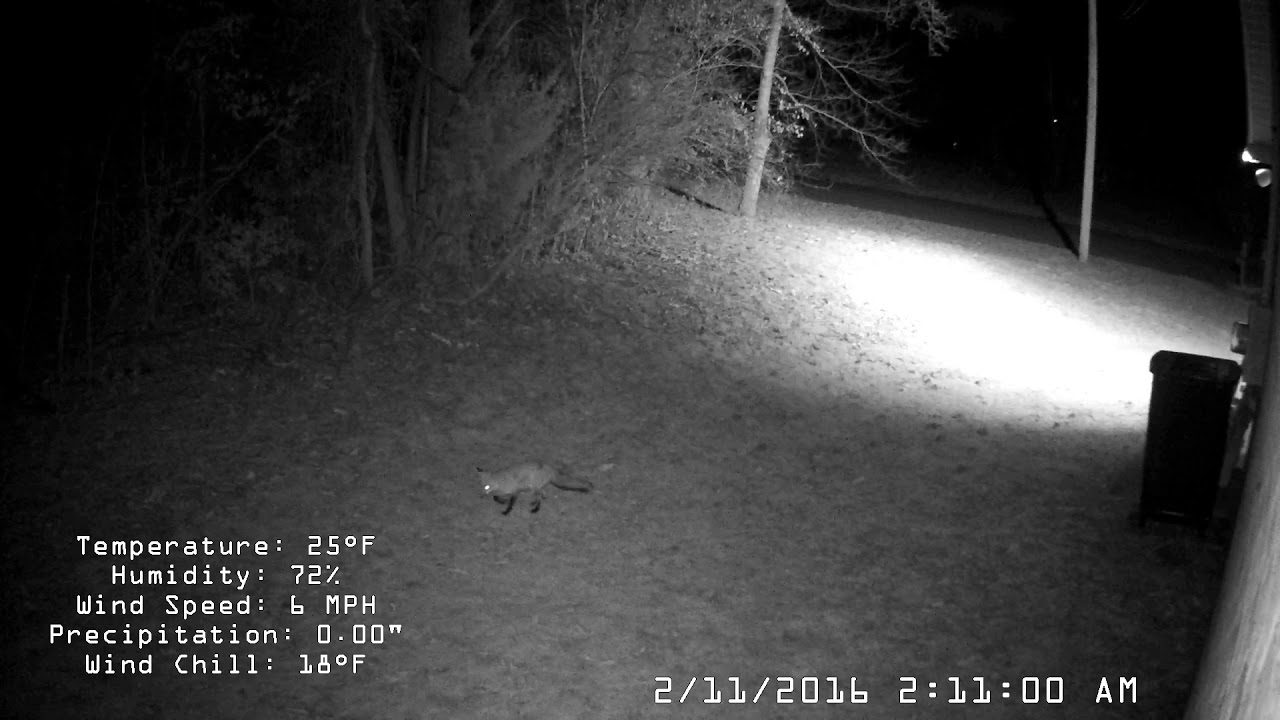 Fox on cam