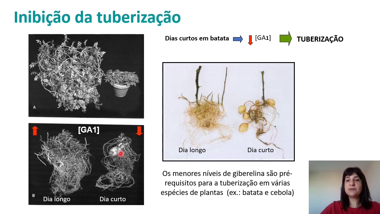 Fisiologia Vegetal - Hormônios Vegetais - Giberelinas