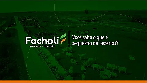 O que os bezerros apaixonados fazem no subsolo?