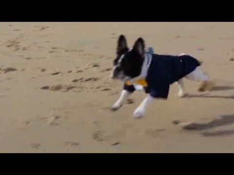 Dog Brings Rings to Wedding