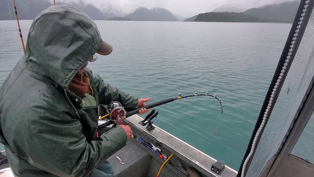 Alaska halibut - YouTube