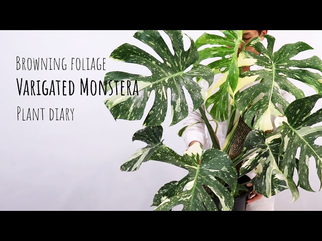Thai constellation Monstera browning Spots Monstera thai constellation  brown spots Prevent Challenge - YouTube