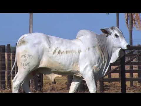 LOTE 130 | 41º MEGA LEILÃO ANUAL CARPA - TOUROS