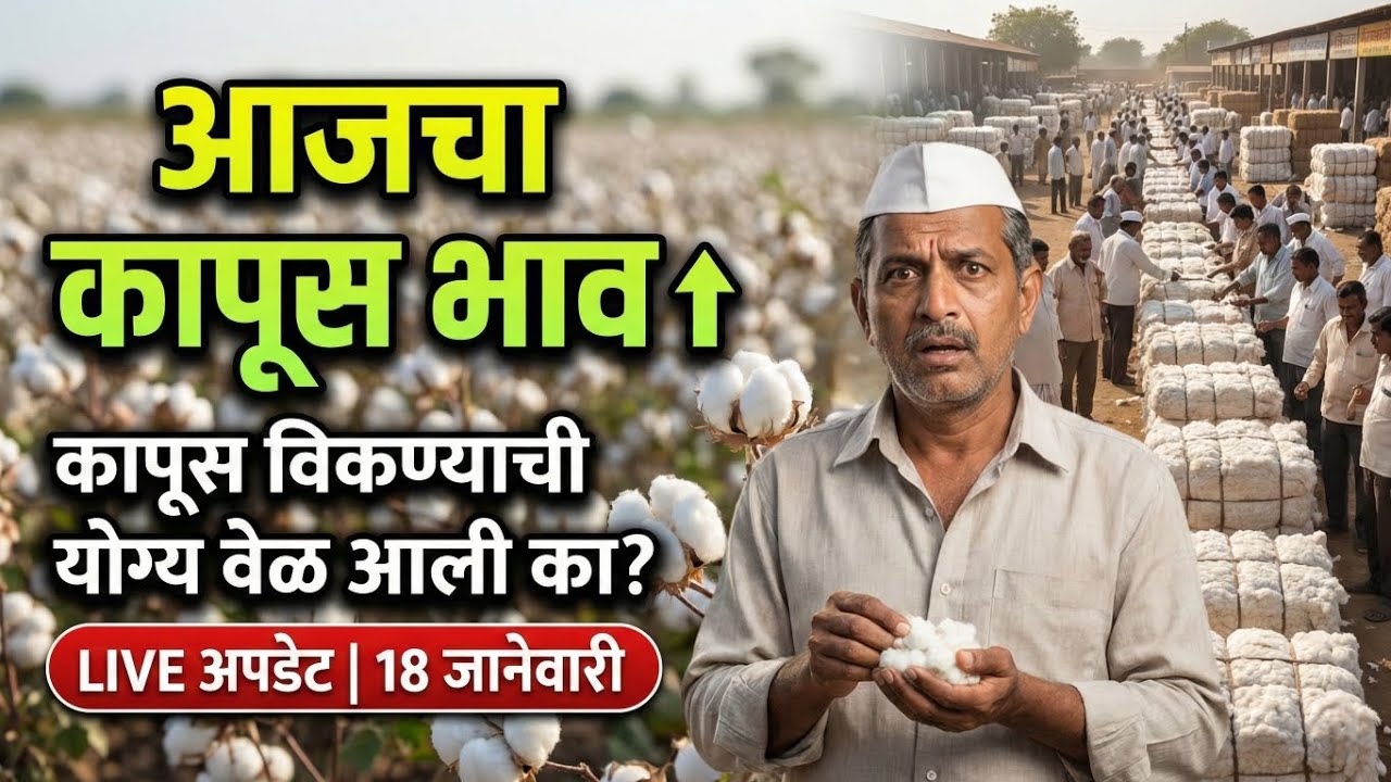 कापूस भाव आज | कापूस विकायची हीच योग्य वेळ का? | CCI Update | Cotton Price Today 19 जानेवारीनंतर काय