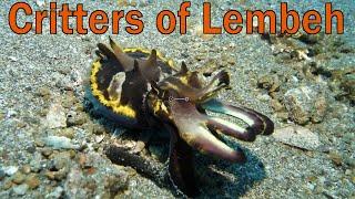 Critters of Lembeh, Indonesia