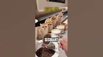 The Cats Didn T Like It At All Shortsvideo 