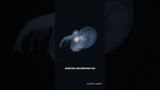 Thumbnail for New Deep Sea Creature