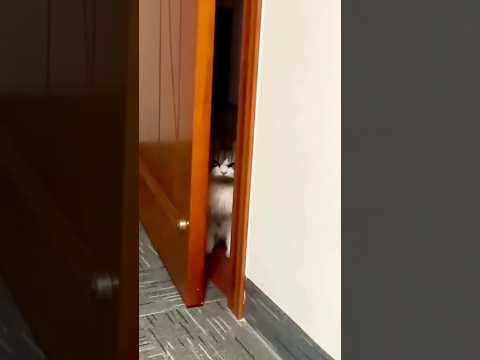 Oh no cat 🐱🤣 #shortsfeed #funny #comedy #cat #ytshorts #catkiss #shorts