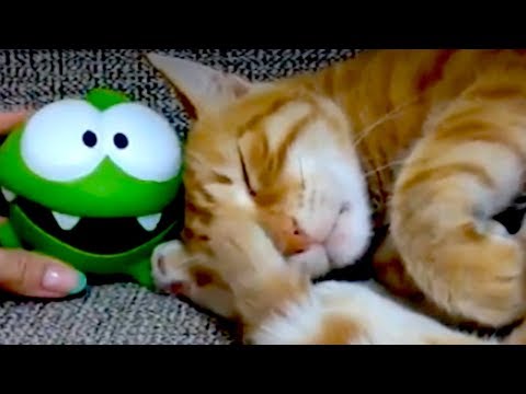 Kedi Omnom'a sinirleniyor.