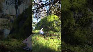 My origami bunny ran away stop motion #origami #stopmotion #shorts