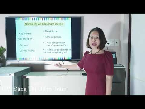 Bài giảng trực tuyến Thứ hai ngày 04/05/2020 Môn Tự nhiên xã hội - Lớp 2. Nhận biết cây cối và con vật. Tuần 28.