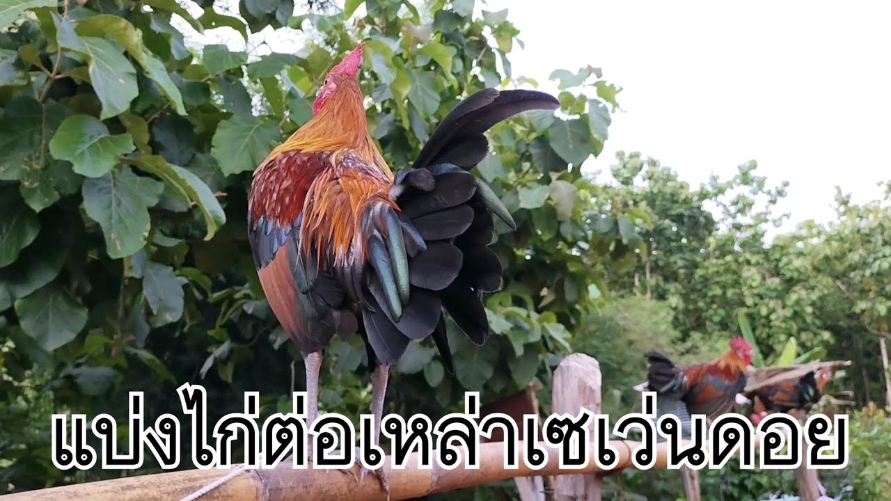 แบ่งไก่หนุ่มเหล่าเซเว่นดอย [ SevenDoY ]