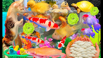 Màu Sắc Rực Rỡ Con Vật Pet, Cute Animals, Vịt Con, Cá Koi, Bé Rùa và Mèo Dễ Thương / CatchingFish