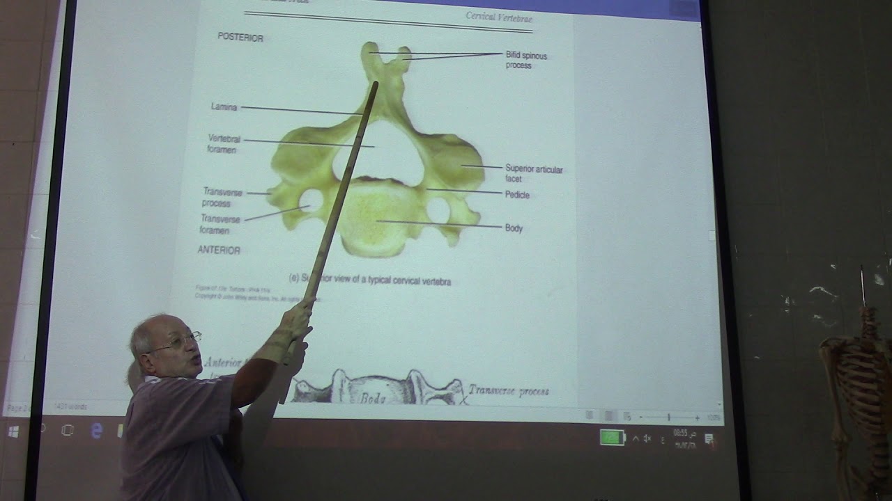 Anatomy of head & neck 18 (Cervical vertebrae  , part 1 ) , by Dr. Wahdan