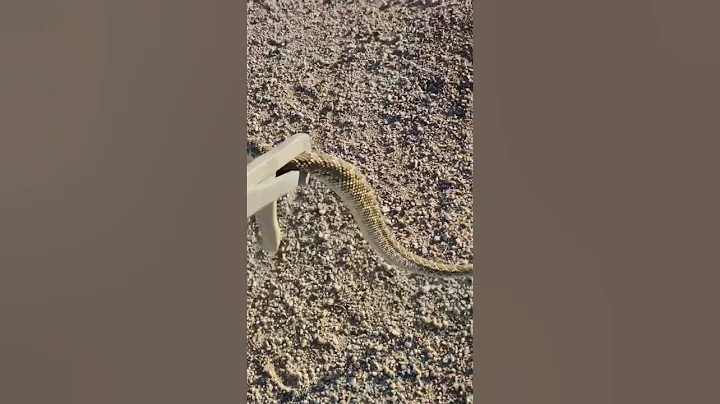 Mojave Green Rattlesnake