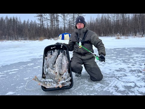 ЛУНКИ ПОЛНЫЕ РЫБЫ! ЛОВЛЯ КРУПНОГО ОКУНЯ на балансир! ЗАПЕЧЁННЫЕ ОКУНИ НА КОСТРЕ! Это первый лёд!