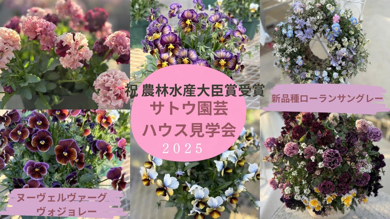 サトウ園芸ハウス見学会2025/ Japan’s Proud Viola: Sato Gardenin /新品種ビオラパンジー/ローブドゥアントワネット👸ヌーヴェルヴァーグ親株