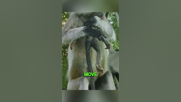 Robot monkey experiment 😨