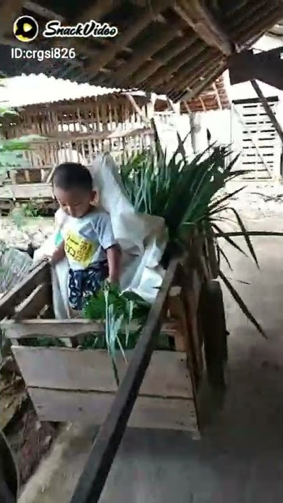 memberi pakan kambing bersama anak lanang.