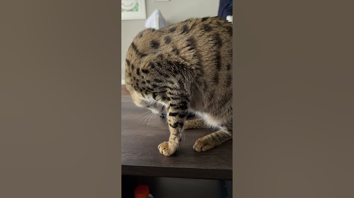 Watch the video about Silly Savannah Cat. #cat #funny #meow