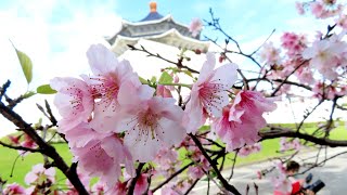 20230208中正紀念堂的大漁櫻&宮粉梅
