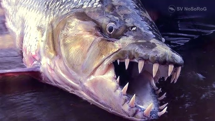 Қатты трахаеттің порно видеоларын қараңыз