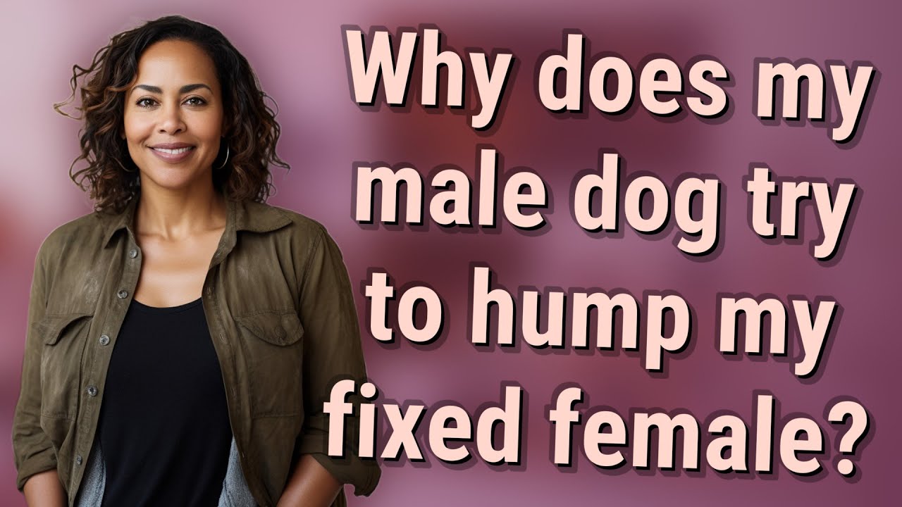 Why does my male dog try to hump my fixed female? YouTube