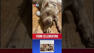 Woman killed by her own XL Bully dog | LBC